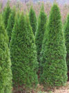 Emerald Green Arborvitae